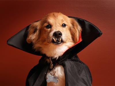 Disfraces para mascotas